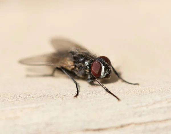 Naturaleza — Foto de Stock