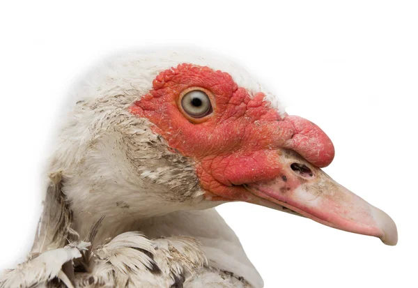 Portrait of a goose on a white background — Stock Photo, Image