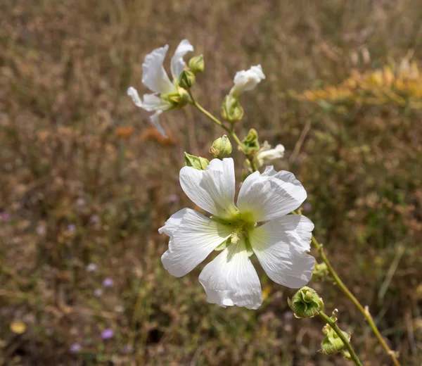 Naturaleza —  Fotos de Stock