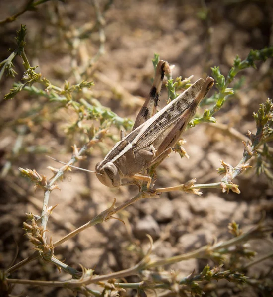 Natur — Stockfoto