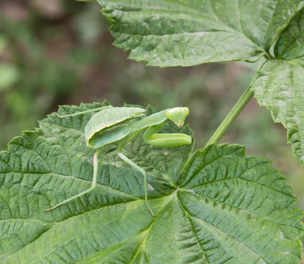 Nature — Stock Photo, Image