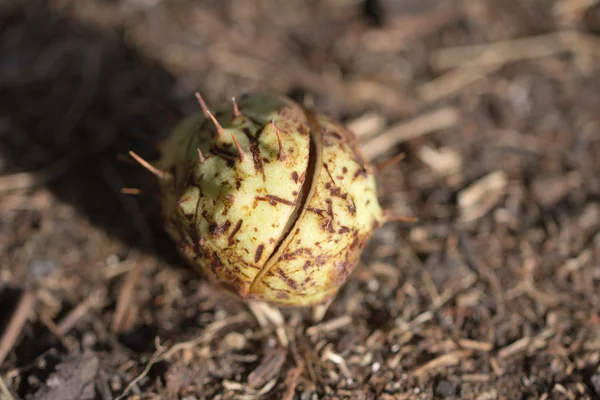 Natuur — Stockfoto