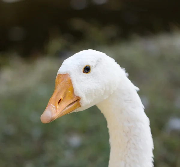 Nature — Stock Photo, Image