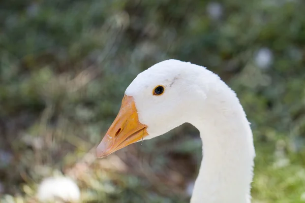 Nature — Stock Photo, Image