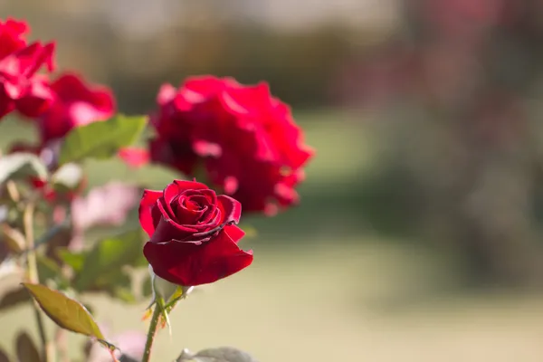 Naturaleza — Foto de Stock