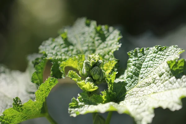 Nature — Stock Photo, Image