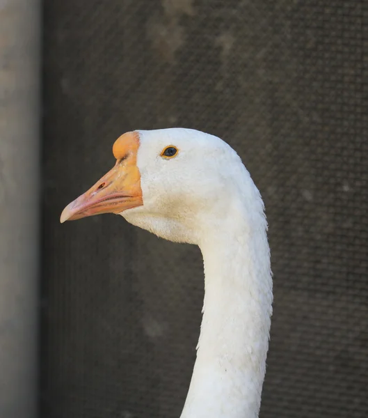 Příroda — Stock fotografie