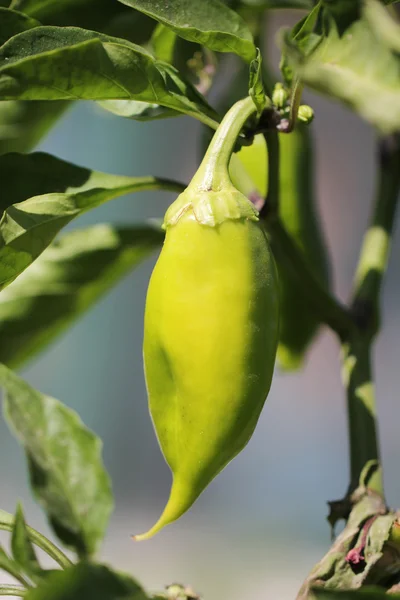 Naturaleza — Foto de Stock