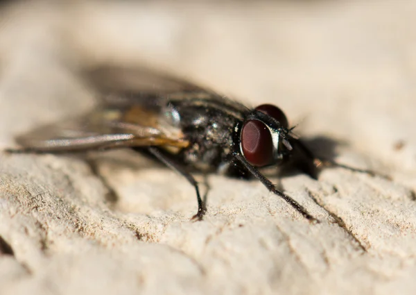 Nature — Stock Photo, Image