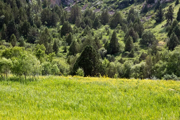 Naturaleza — Foto de Stock