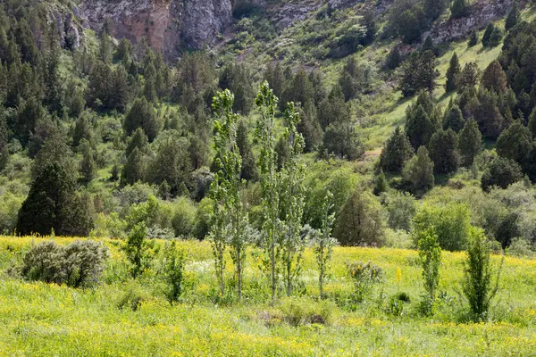 Naturaleza — Foto de Stock