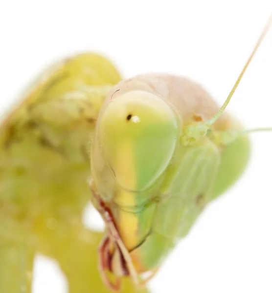 Naturaleza — Foto de Stock