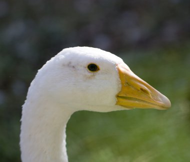 Fotoğraf..
