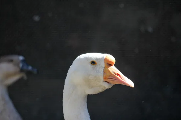 Fotografie. — Stock fotografie