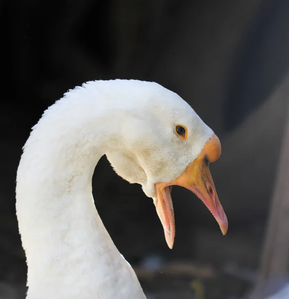 Foto . — Stockfoto