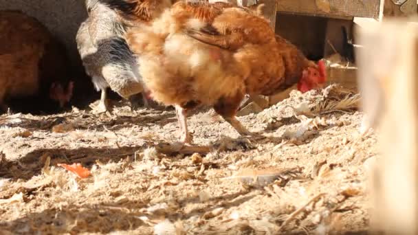 Gallo en gallinero — Vídeo de stock