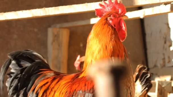 Rooster in henhouse — Stock Video
