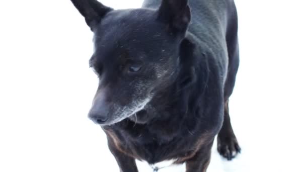 Chien noir 