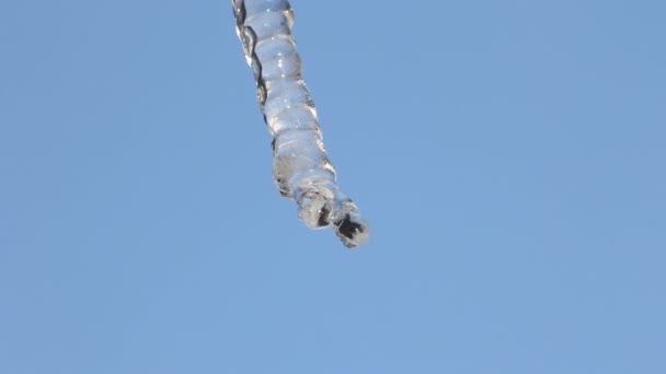 Melting icicles — Stock Video