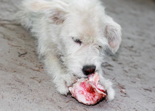 Cão branco que rói um osso — Fotografia de Stock