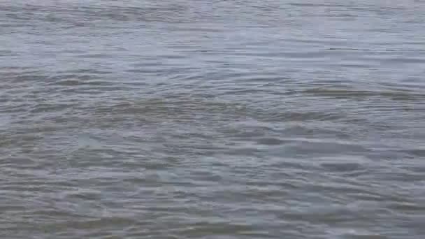 河里的水 — 图库视频影像