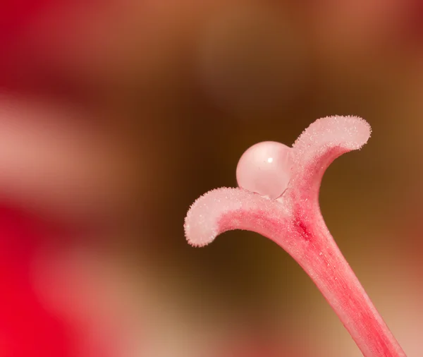 照片：. — 图库照片