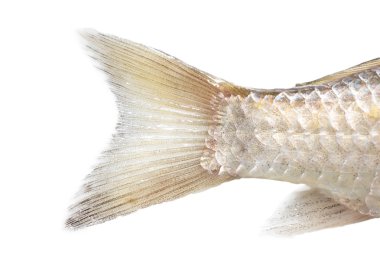 Doğa