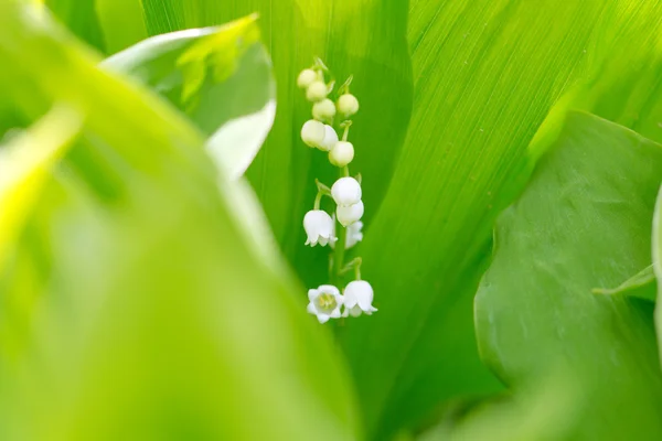 Nature — Stock Photo, Image