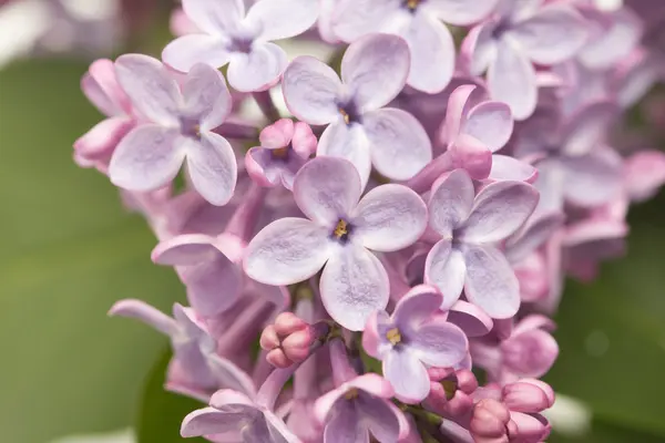 Natureza — Fotografia de Stock