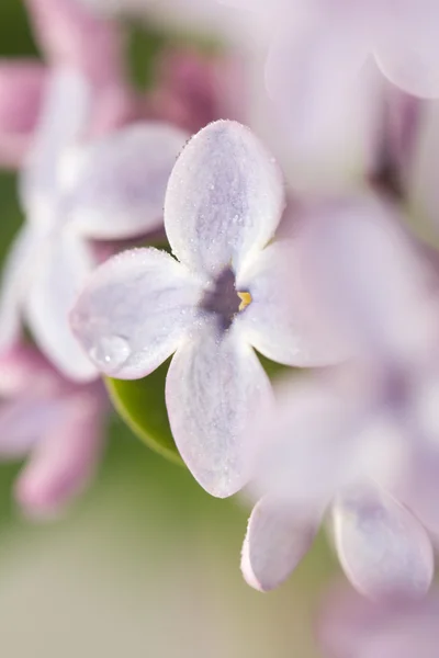 Natuur — Stockfoto