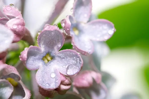 Natur — Stockfoto