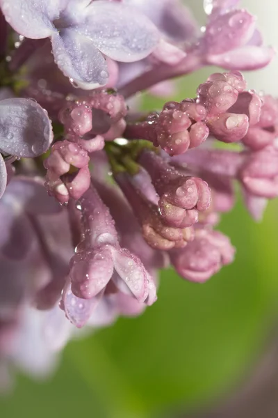 Natuur — Stockfoto