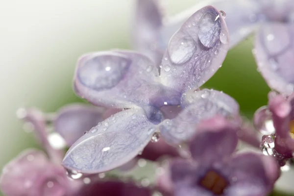 Natureza — Fotografia de Stock