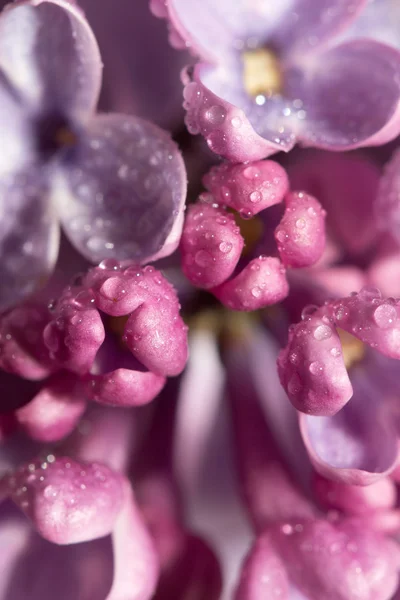 Natuur — Stockfoto