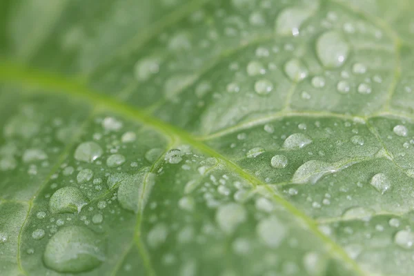 Naturaleza — Foto de Stock