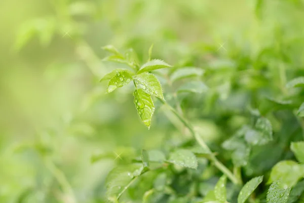 Natur — Stockfoto