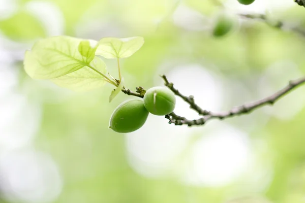 Natuur — Stockfoto