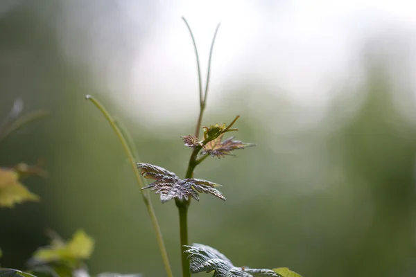 Natur — Stockfoto