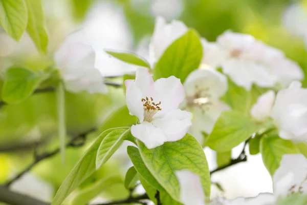 Natuur — Stockfoto