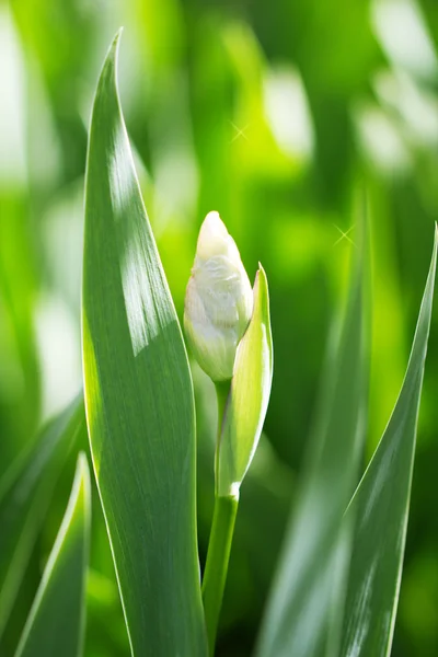 Natur — Stockfoto