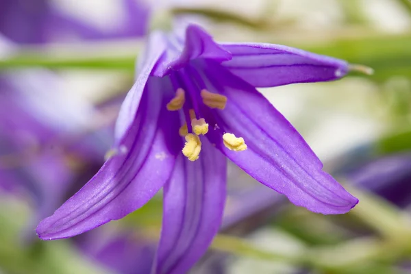 Natuur — Stockfoto