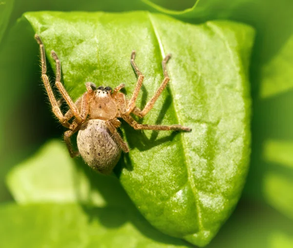 Naturaleza — Foto de Stock