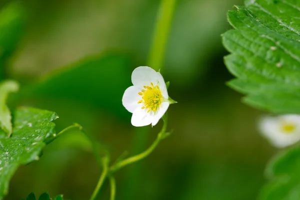 Natureza — Fotografia de Stock