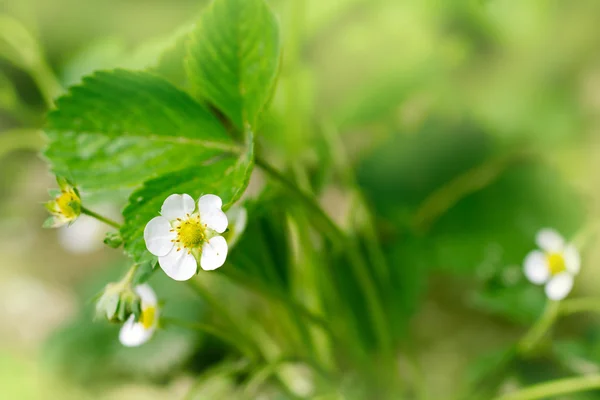 Natur — Stockfoto