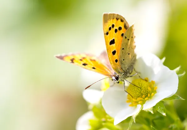 Natureza — Fotografia de Stock