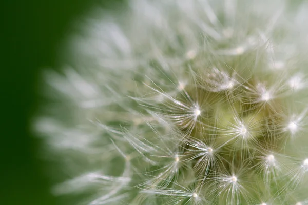 Natur — Stockfoto