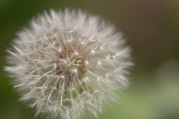 Natur — Stockfoto