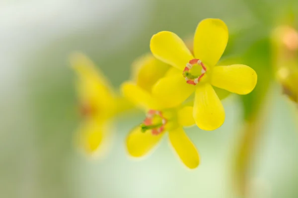 Natur — Stockfoto