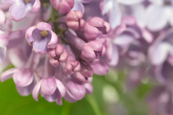 Natuur — Stockfoto