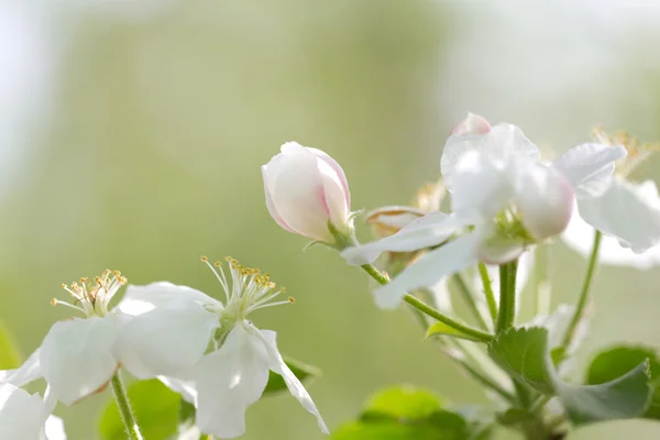 Natuur — Stockfoto